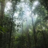 rainforest