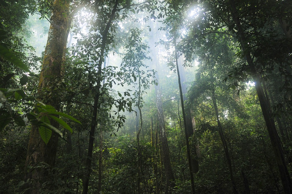 rainforest