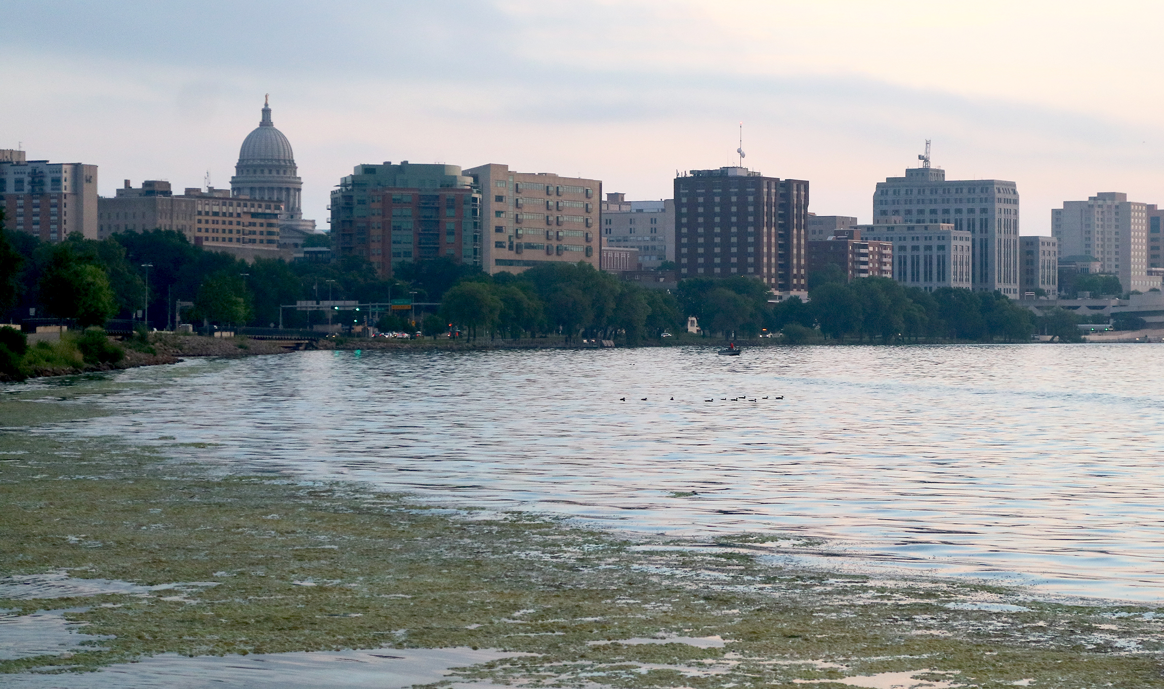 shore Algae covers Lake Monona in Madison, WI. Studies show algae blooms are caused by excessive phosphorus levels tied to runoff from farms.