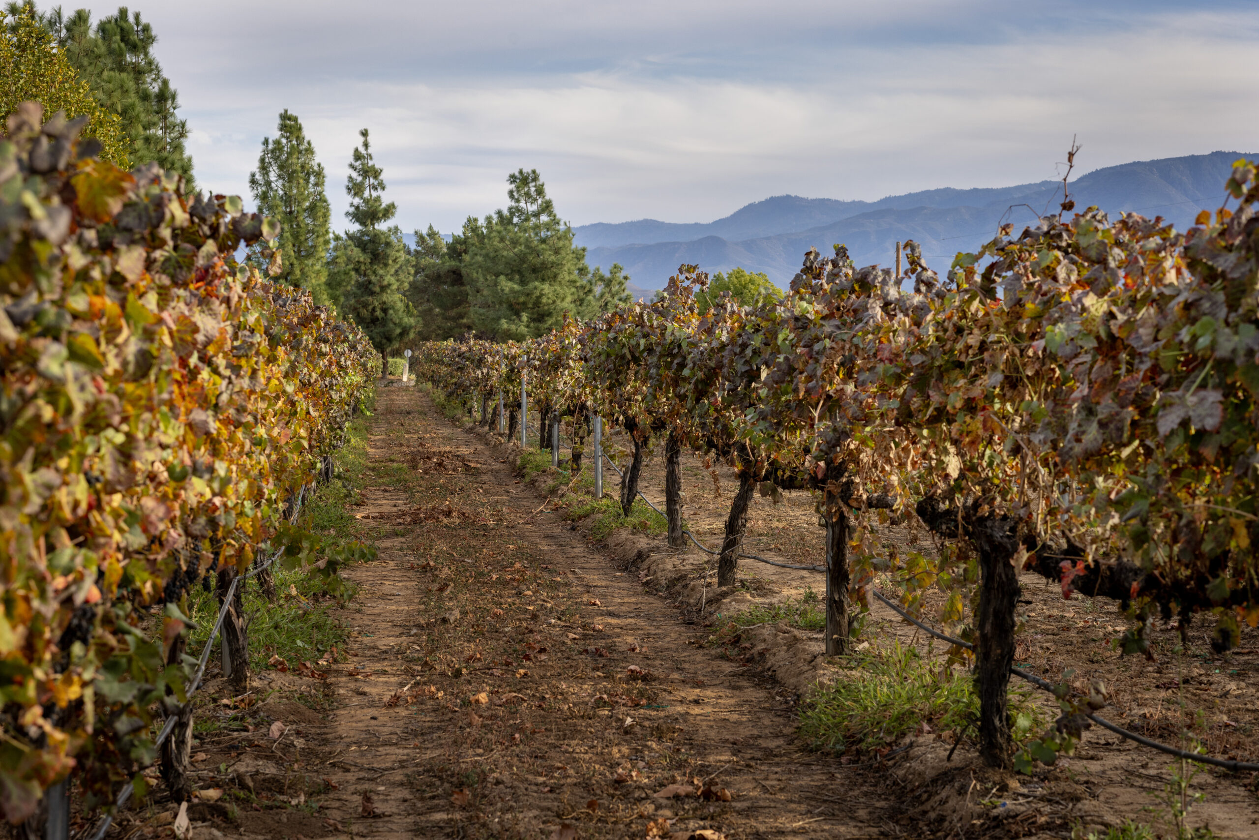 Temecula’s historic town square is surrounded by vineyards and rolling hills, with mountains rising in the distance.