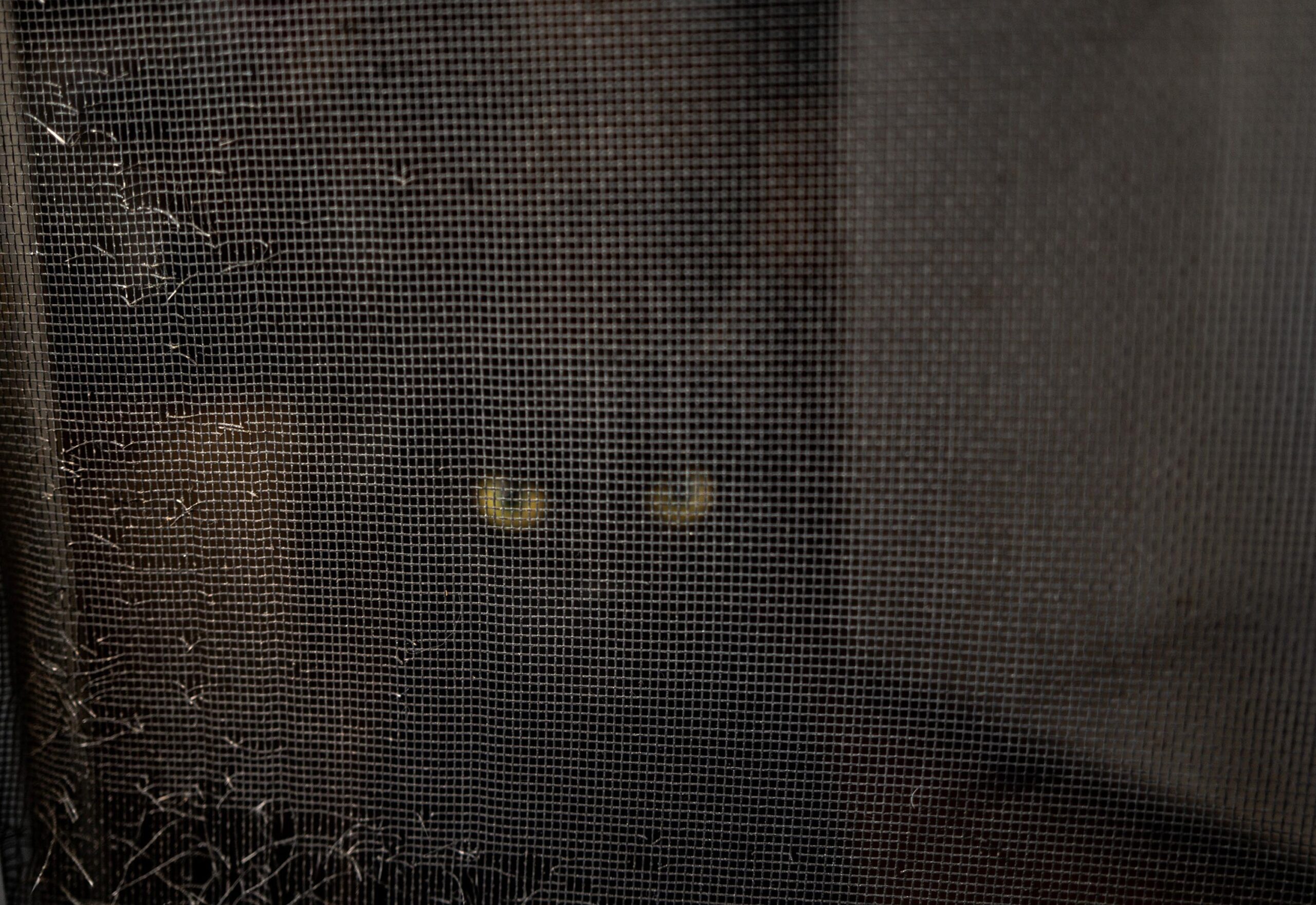Erickson’s cat Muriel peers through the screen door of her apartment in early February. As Erickson looked for a place to live, she insisted that Muriel remain with her.